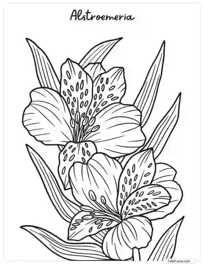 Flower Coloring Pages