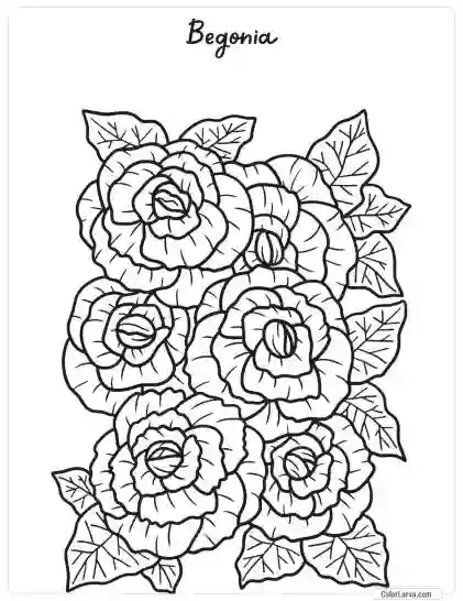 Flower Coloring Pages