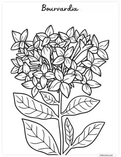 Flower Coloring Pages