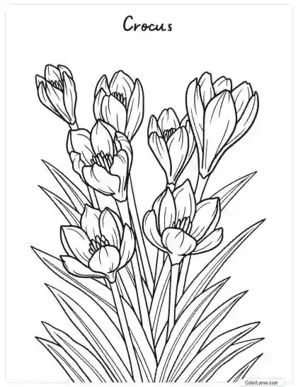 Flower Coloring Pages