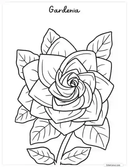 Flower Coloring Pages