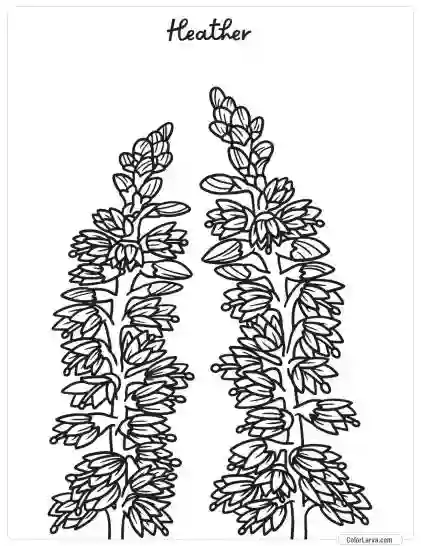 Flower Coloring Pages