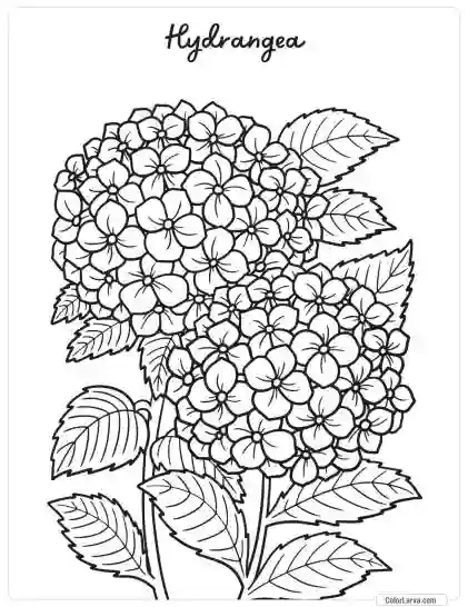 Flower Coloring Pages