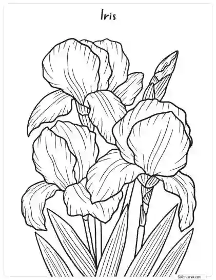 Flower Coloring Pages