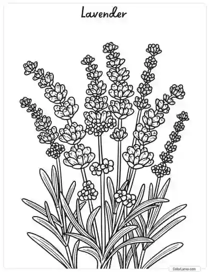 Flower Coloring Pages