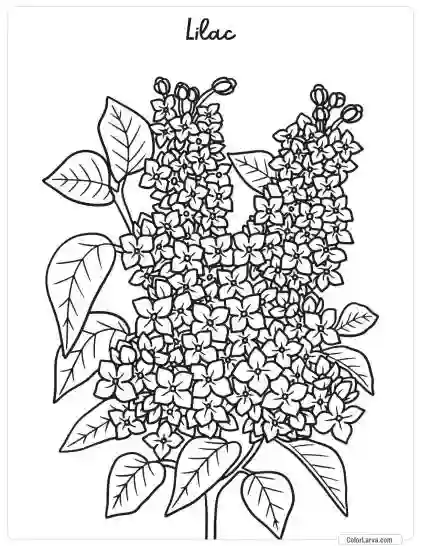 Flower Coloring Pages