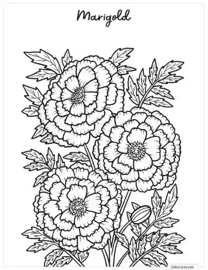 Flower Coloring Pages